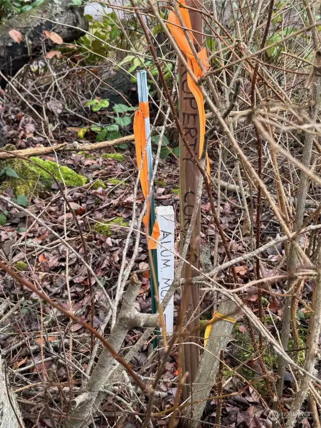 Survey flag/marking the Northeast corner of the property.