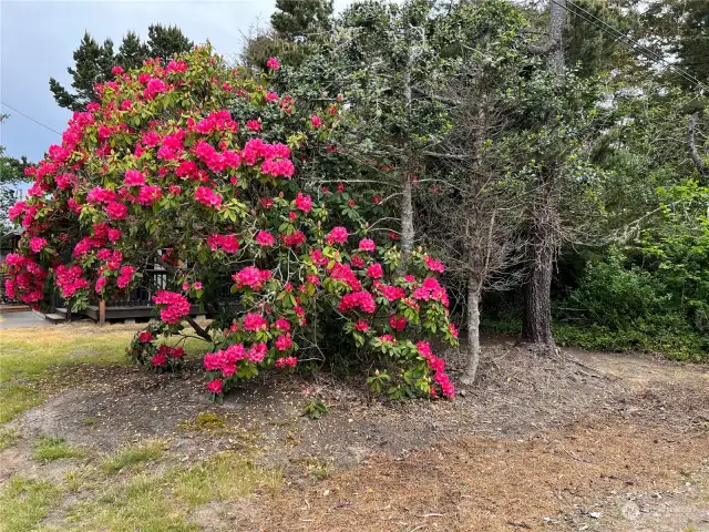 Magnificent Rhododendron in front yard provides beauty and privacy.