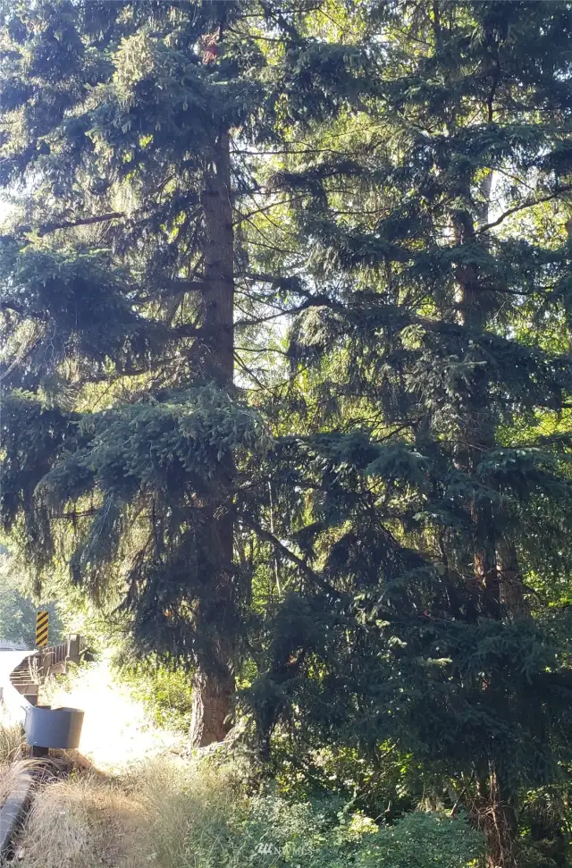 More Trees - Firs