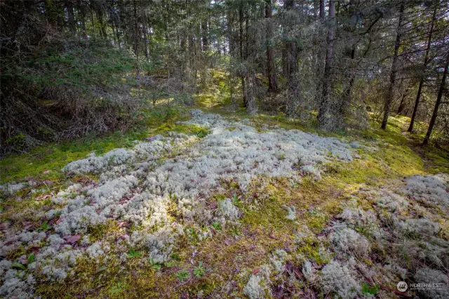 Read the Life Magazine Write-Up. A great read on all the living species that are unique to this property with the ever changing weather patterns like this soft fluffy moss.