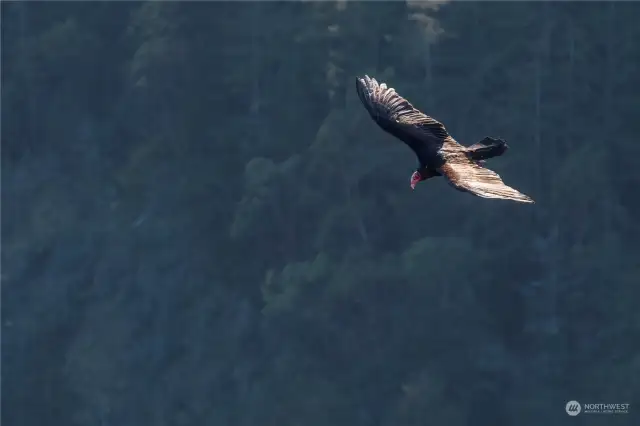 Every day, turkey vultures, and soaring eagles and hawks are spotted from THE ROCK.