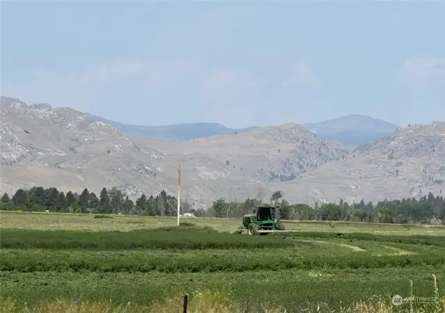 Alfalfa being cut