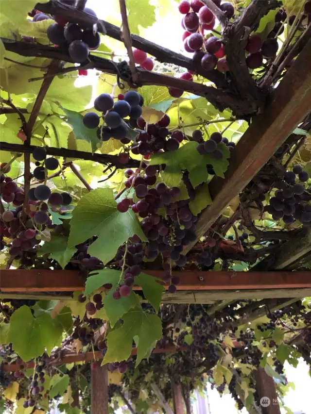 Grapes from last summer