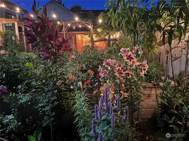 Garden two years ago at its peak.
