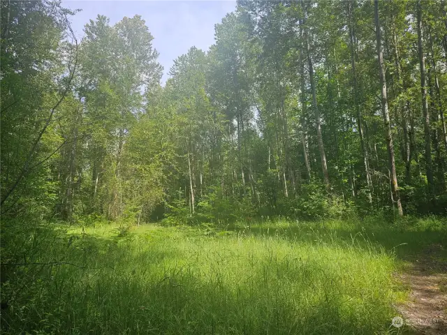 A meadow along the trail to the River