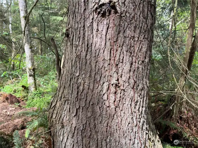 State Tree: Western Hemlock
