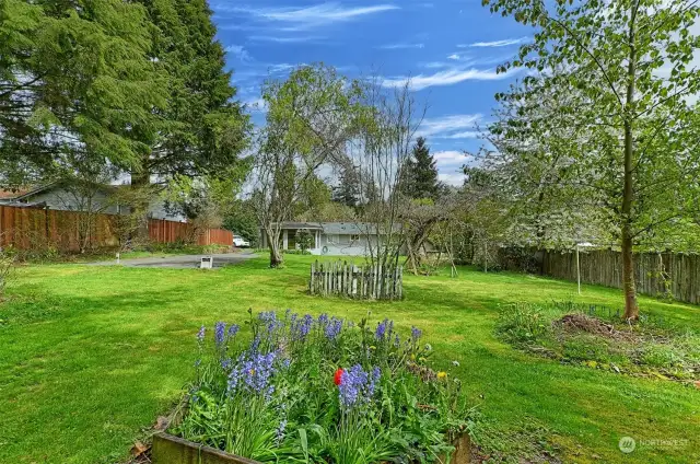 Level yard-perfect for fruit trees and garden