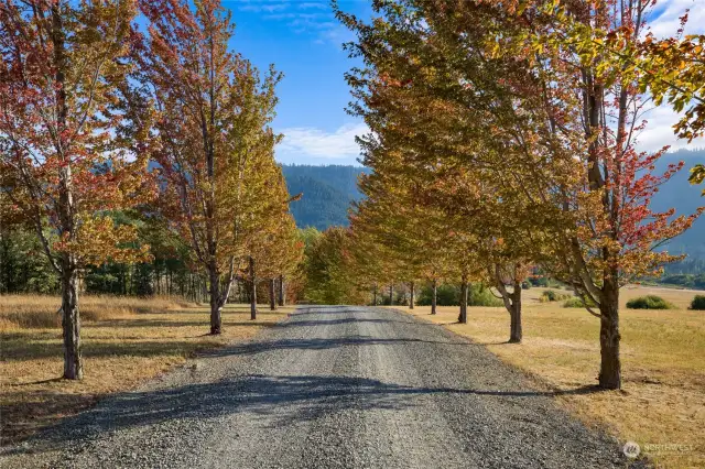 The tree-lined driveway boasts year-round beauty, this photo showing beautiful fall colors. The two five acre parcels flank the sides of the driveway as you pass through the gate off of Pays Road.