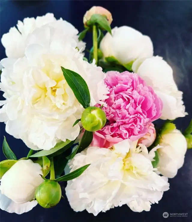 Some of the beautiful peonies that have grown here and will bloom again soon!