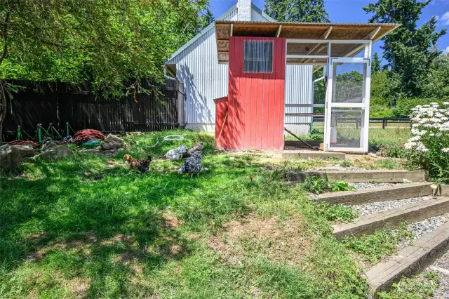 Nestled within the fenced in garden area with raised beds and fruit trees sits the chicken coop