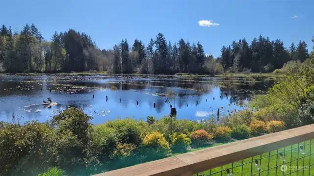 Imagine waking up each morning to this spectacular vista right off your back deck!  This sprawling pond is fed by surface drainage and another pond upstream.