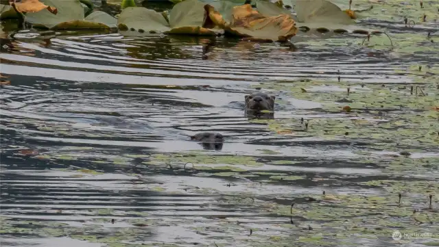 The otters enjoy making their way around too!
