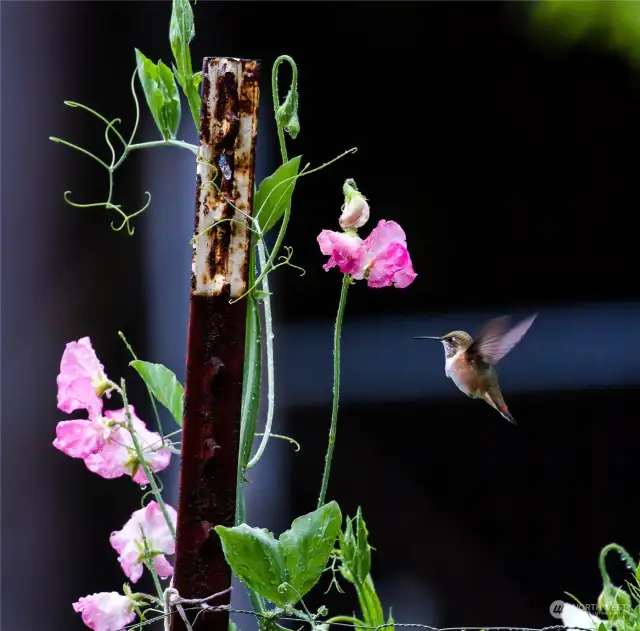 Hummingbirds enjoying sweet peas