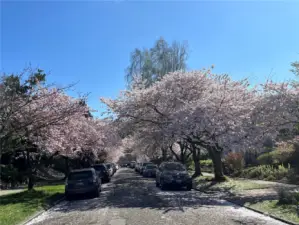 The beautiful cherry blossoms frame 21st Avenue East - Spring has arrived!