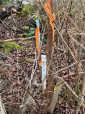 Survey flag/marking the Northeast corner of the property.