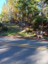 Driveway with deer.