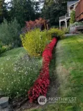 Some of the landscaping blooming in the summer.