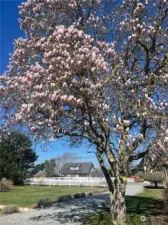 Beautiful mature trees on the property include this gorgeous magnolia.