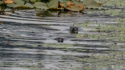 The otters enjoy making their way around too!