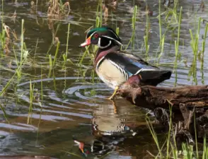 A wood duck deciding to step into the water