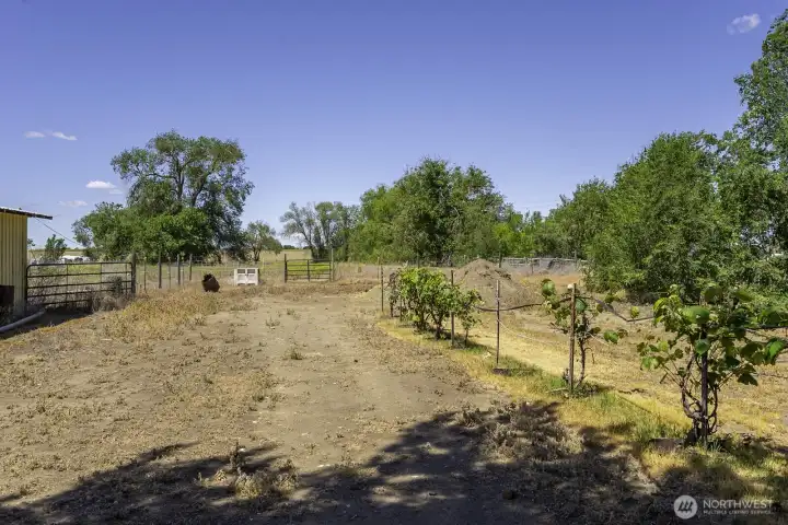 Grape vines!