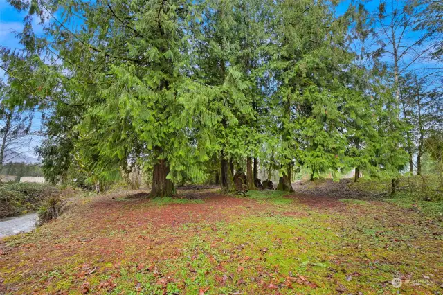 Beautiful Clearing on property by creek