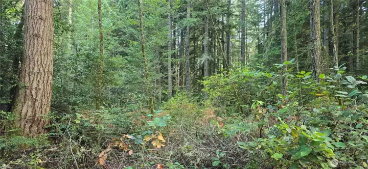 Look at all of the trees throughout the property. The lot is 300 feet wide x 300 feet deep (perfect square that is 2.07 acres). Gorgeous fully wooded lot that provides privacy and natural beauty.