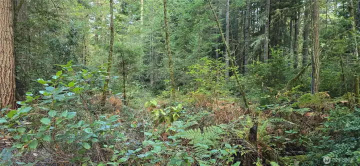 Look at all of the trees throughout the property. The lot is 300 feet wide x 300 feet deep (perfect square that is 2.07 acres). Gorgeous fully wooded lot that provides privacy and natural beauty.