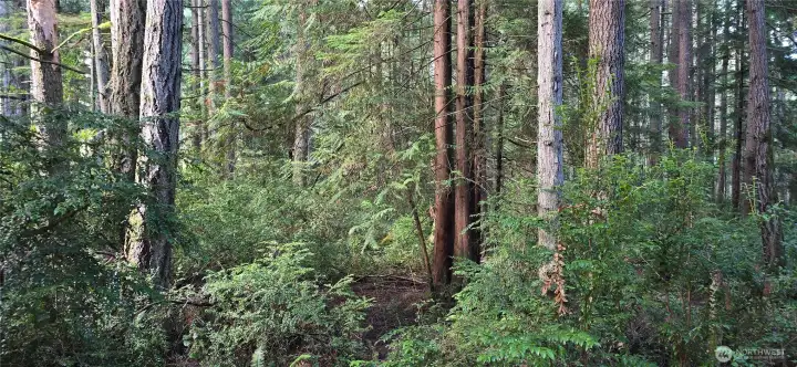 Look at all of the trees throughout the property. The lot is 300 feet wide x 300 feet deep (perfect square that is 2.07 acres). Gorgeous fully wooded lot that provides privacy and natural beauty.