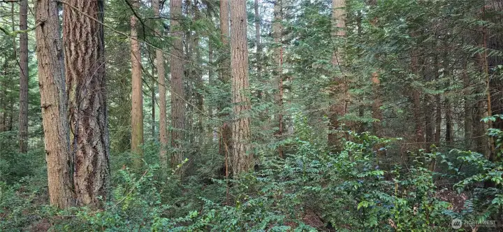 Look at all of the trees throughout the property. The lot is 300 feet wide x 300 feet deep (perfect square that is 2.07 acres). Gorgeous fully wooded lot that provides privacy and natural beauty.