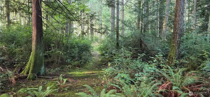 Look at all of the trees throughout the property. The lot is 300 feet wide x 300 feet deep (perfect square that is 2.07 acres). Gorgeous fully wooded lot that provides privacy and natural beauty.
