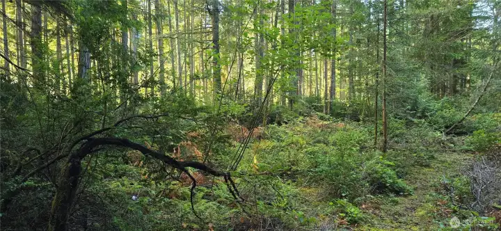 Look at all of the trees throughout the property. The lot is 300 feet wide x 300 feet deep (perfect square that is 2.07 acres). Gorgeous fully wooded lot that provides privacy and natural beauty.