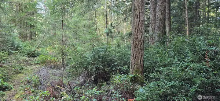 Look at all of the trees throughout the property. The lot is 300 feet wide x 300 feet deep (perfect square that is 2.07 acres). Gorgeous fully wooded lot that provides privacy and natural beauty.