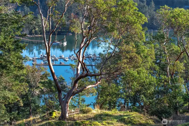 View of Cayou Quay Marina through one of the many madrona trees on the property.