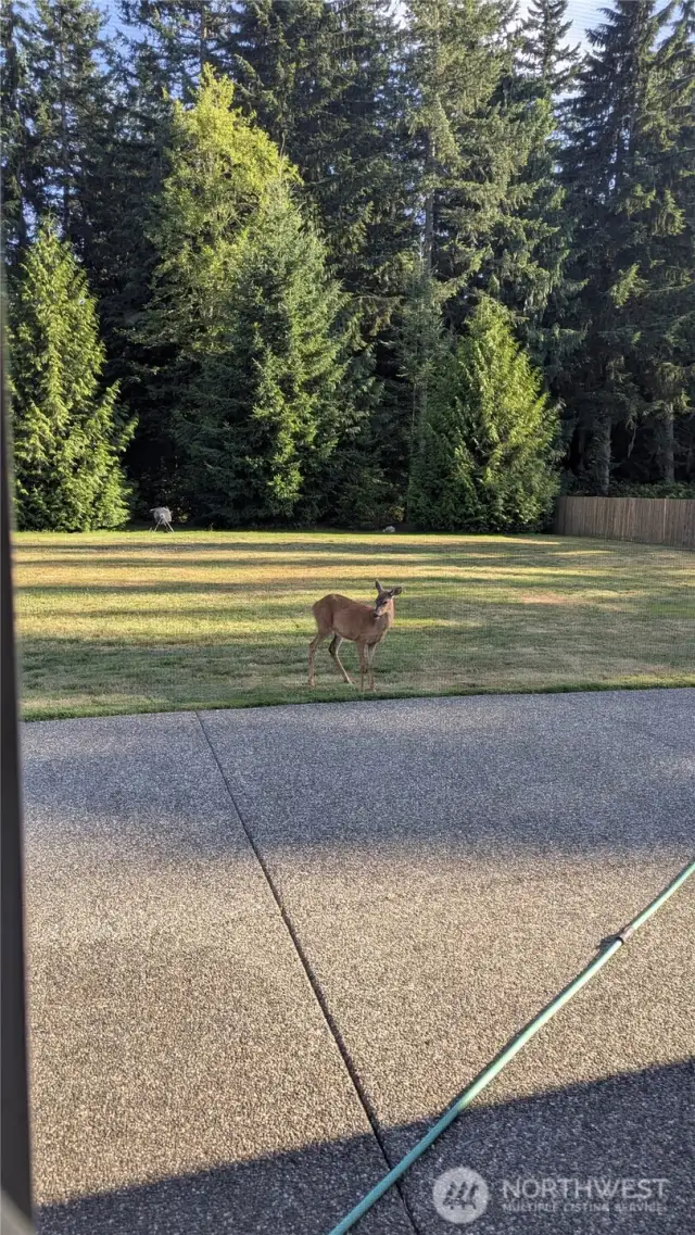 View of deer from the back patio. Imagine seeing wildlife like this!
