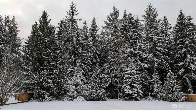 When it snows, the trees are a winter wonderland! .