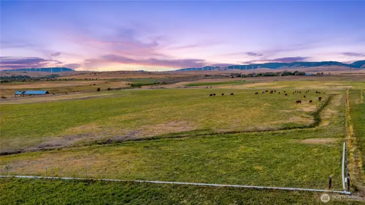 Cattle in the pasture enjoying life!