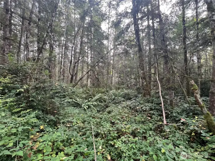 Timbered area with ravine over the hill.
