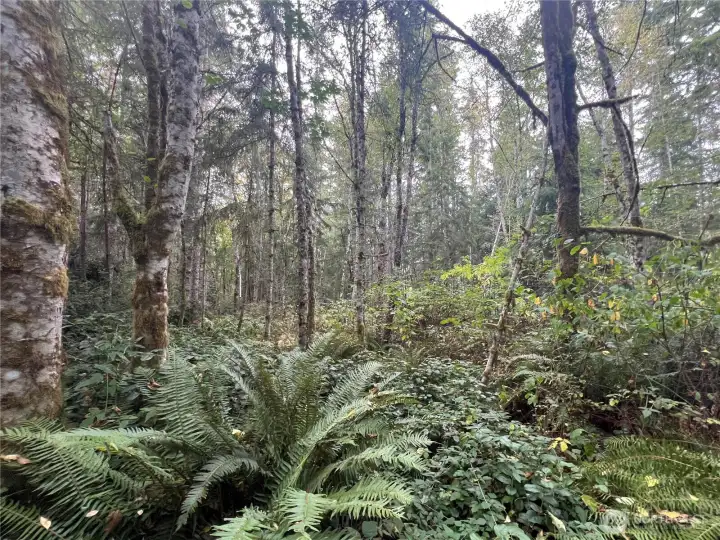 Mix of deciduous trees lined with sword ferns.