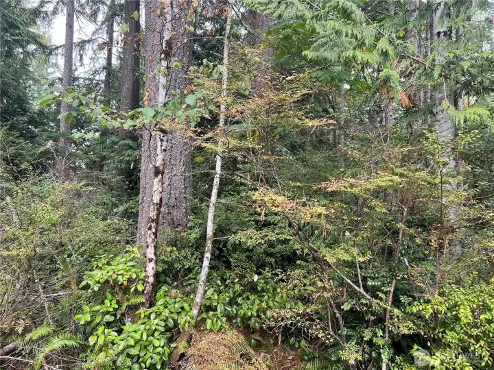 A few Douglas fir trees grace the site.