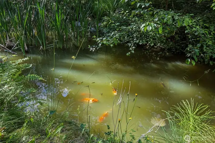 Mature and baby Koi abound.