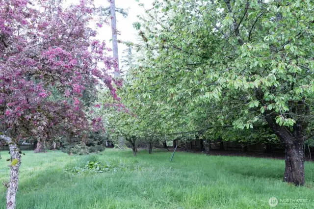 Garden area