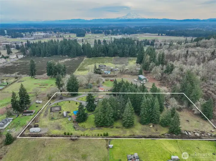 Here you can see the old growth trees and Mt. Rainier in the background.