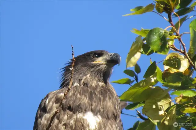 Eagles, Great Blue Herons and host of other birds & wildlife call Point Whitehorn home.