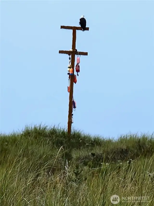 Trailhead marker with Bald Eagle guest.....