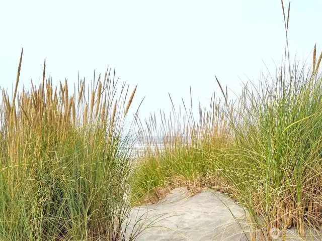 Crest of dunes....just steps away from the ocean....
