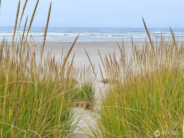 Crest of dunes dropping down to beautiful Pacific Ocean....