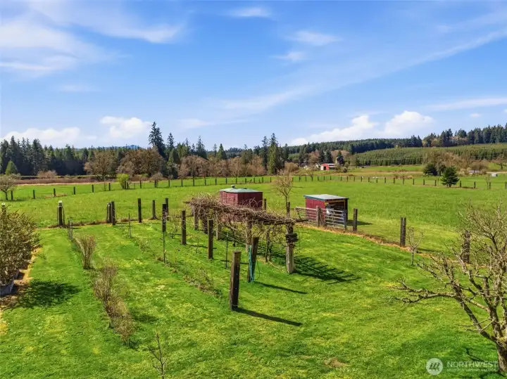 Grapes, Orchard & Outbuildings