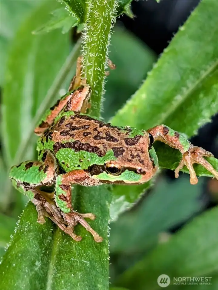 Our little pet frog lives just outside the dining room in his own little dwelling!
