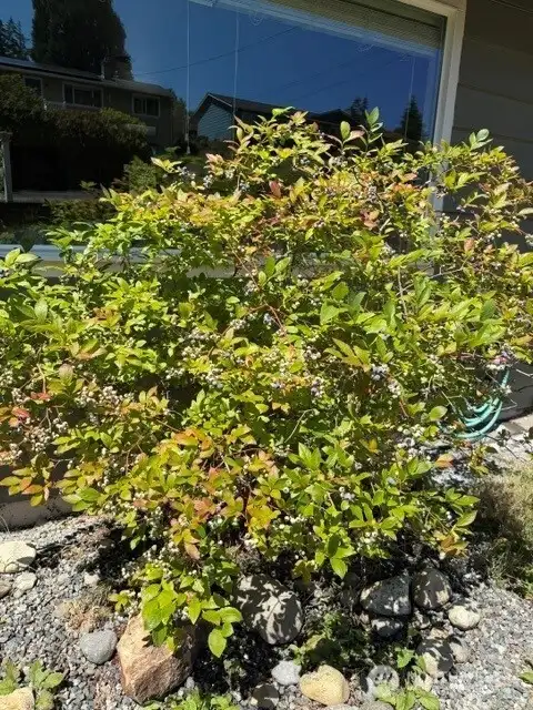 Large Blueberry Bush in the Front Yard Large Blueberry Bush in the Front Yard